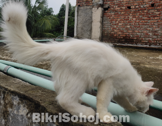 Pure Persian Male Cat